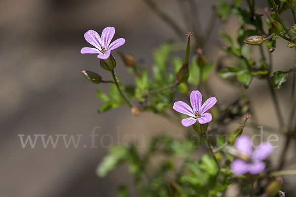 Stinkender Storchschnabel (Geranium robertianum)