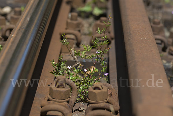 Stinkender Storchschnabel (Geranium robertianum)