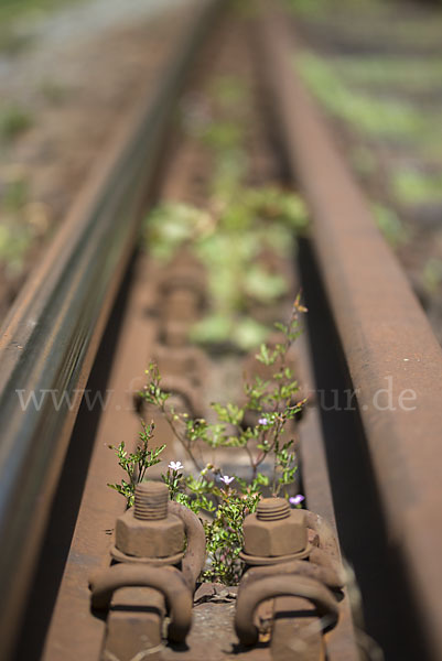 Stinkender Storchschnabel (Geranium robertianum)