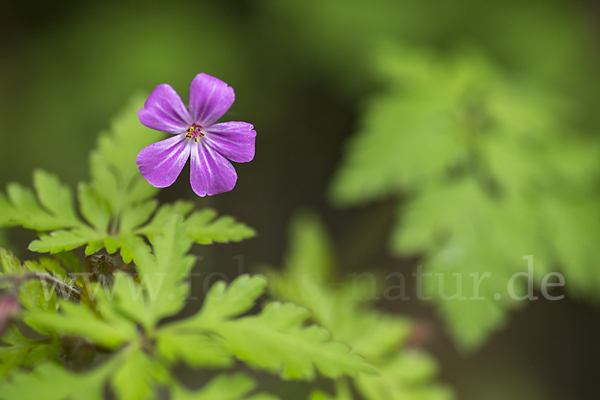 Stinkender Storchschnabel (Geranium robertianum)