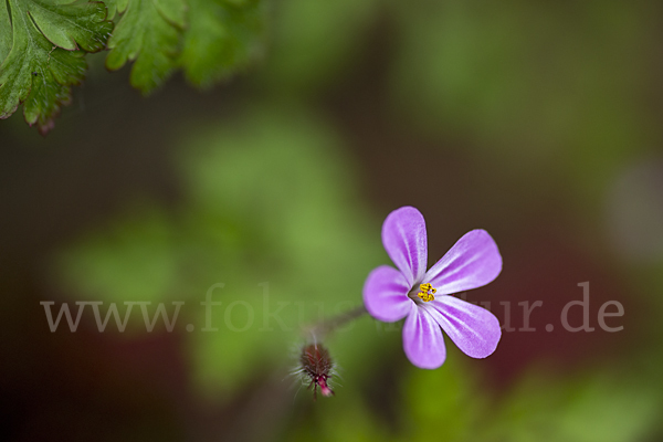 Stinkender Storchschnabel (Geranium robertianum)