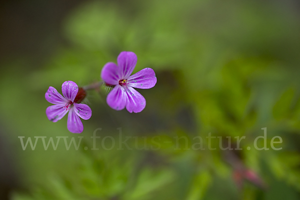 Stinkender Storchschnabel (Geranium robertianum)