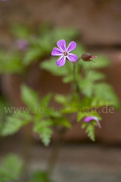 Stinkender Storchschnabel (Geranium robertianum)