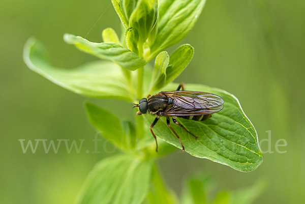 Stinkfliege (Coenomyia ferruginea)