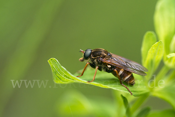 Stinkfliege (Coenomyia ferruginea)