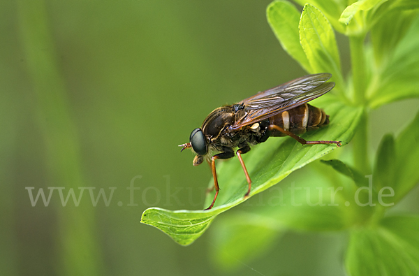 Stinkfliege (Coenomyia ferruginea)