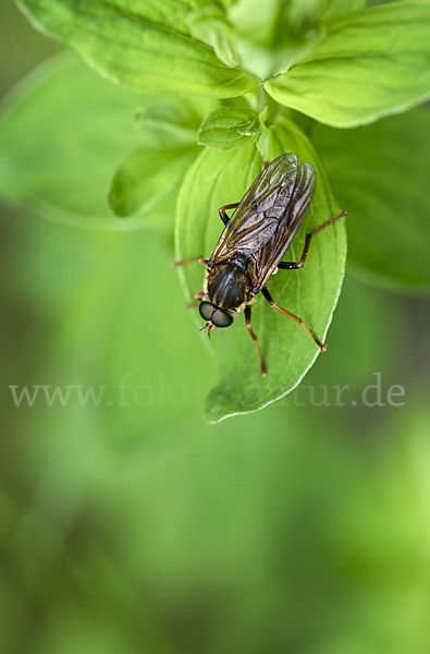 Stinkfliege (Coenomyia ferruginea)