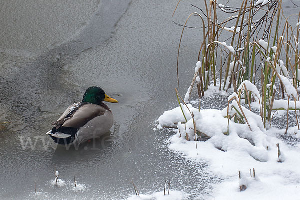 Stockente (Anas platyrhynchos)