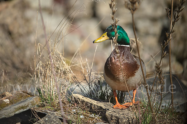 Stockente (Anas platyrhynchos)