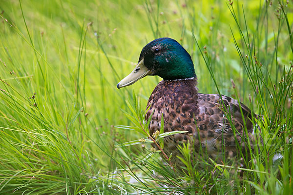 Stockente (Anas platyrhynchos)