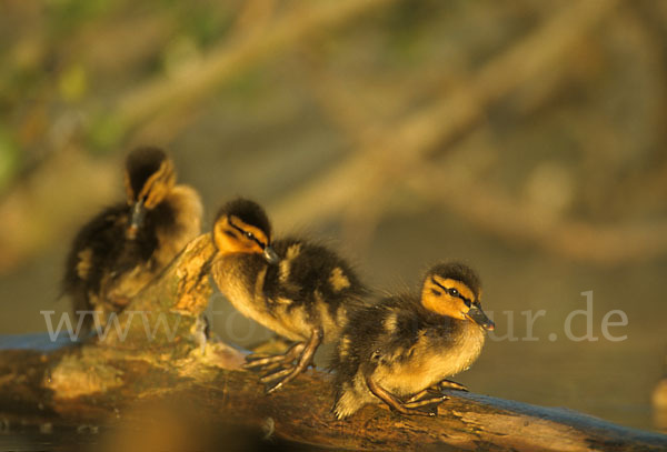 Stockente (Anas platyrhynchos)