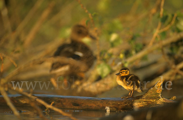 Stockente (Anas platyrhynchos)