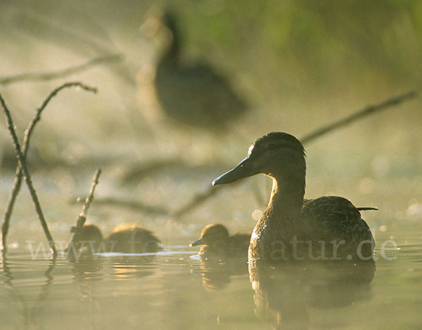 Stockente (Anas platyrhynchos)