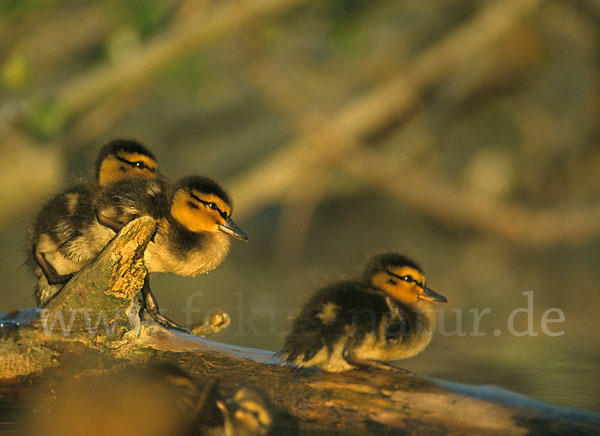 Stockente (Anas platyrhynchos)