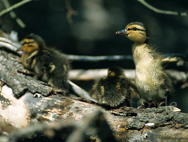 Stockente (Anas platyrhynchos)