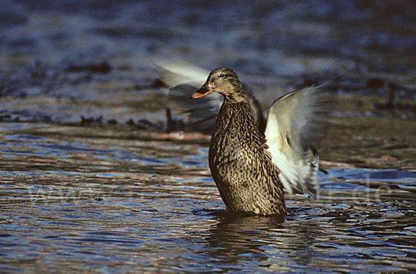 Stockente (Anas platyrhynchos)