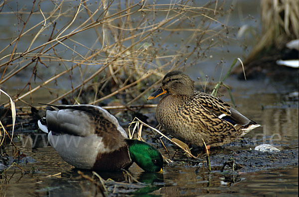 Stockente (Anas platyrhynchos)