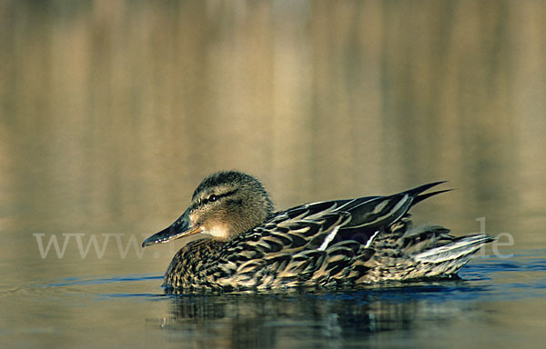 Stockente (Anas platyrhynchos)