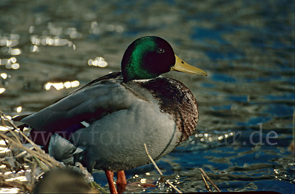 Stockente (Anas platyrhynchos)