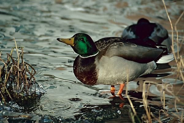 Stockente (Anas platyrhynchos)