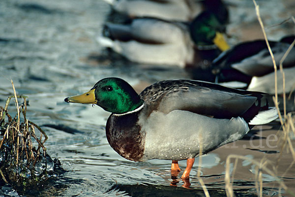 Stockente (Anas platyrhynchos)