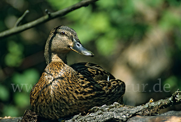 Stockente (Anas platyrhynchos)