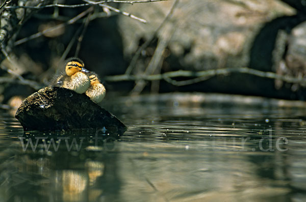 Stockente (Anas platyrhynchos)