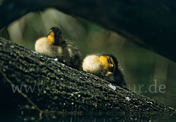 Stockente (Anas platyrhynchos)