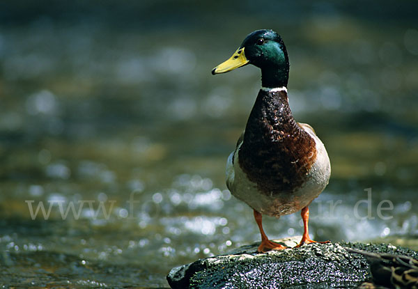 Stockente (Anas platyrhynchos)