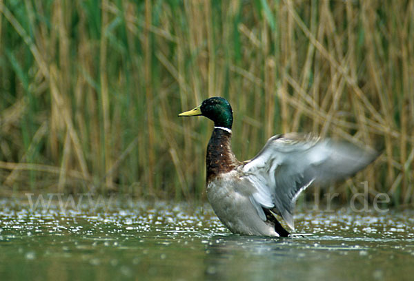 Stockente (Anas platyrhynchos)