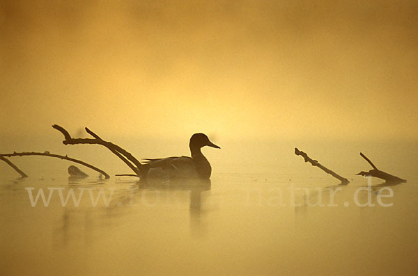 Stockente (Anas platyrhynchos)