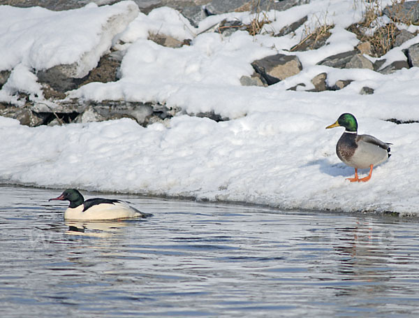 Stockente (Anas platyrhynchos)