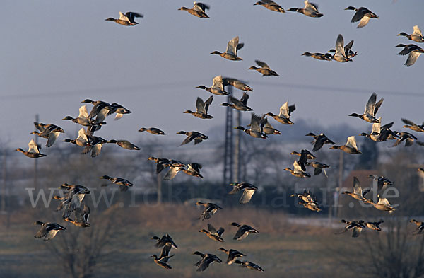 Stockente (Anas platyrhynchos)