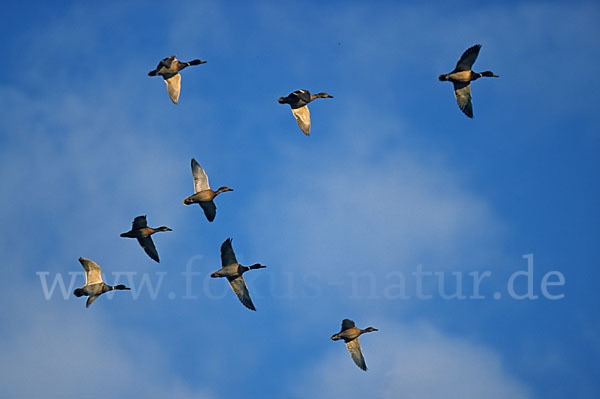 Stockente (Anas platyrhynchos)