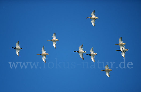 Stockente (Anas platyrhynchos)