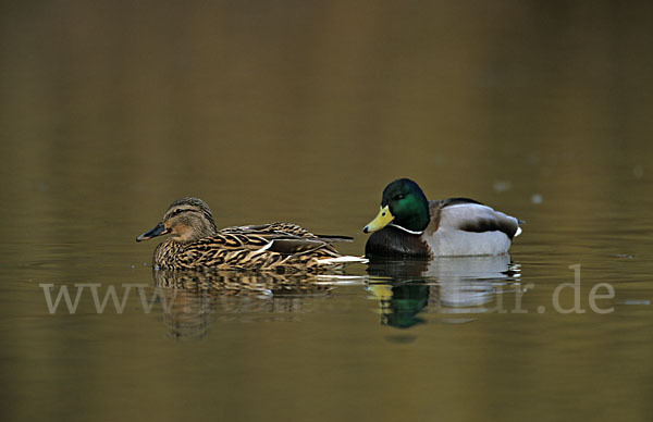 Stockente (Anas platyrhynchos)