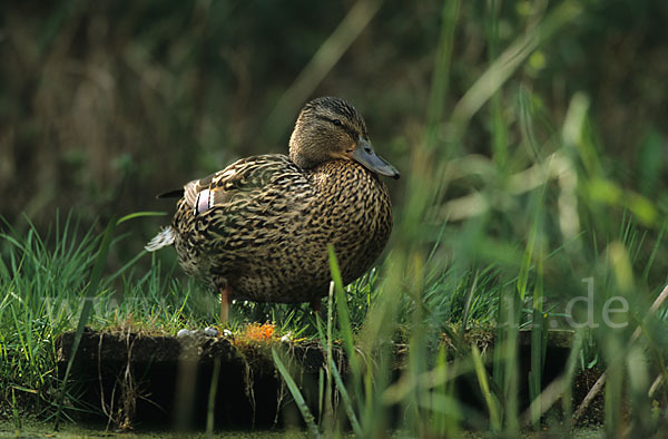 Stockente (Anas platyrhynchos)