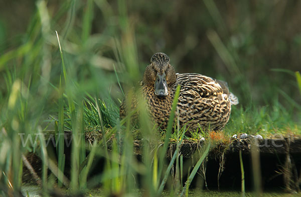 Stockente (Anas platyrhynchos)