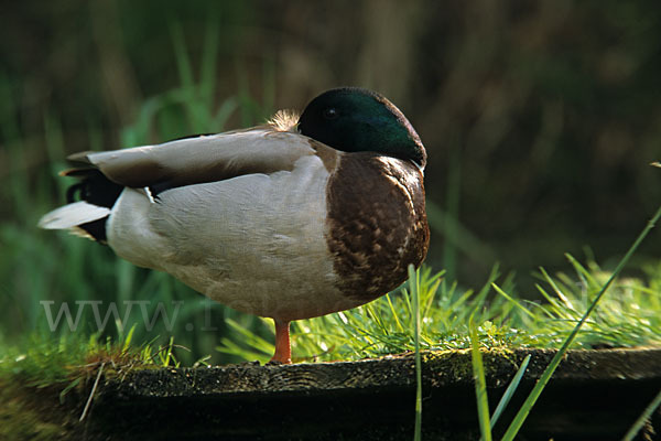 Stockente (Anas platyrhynchos)