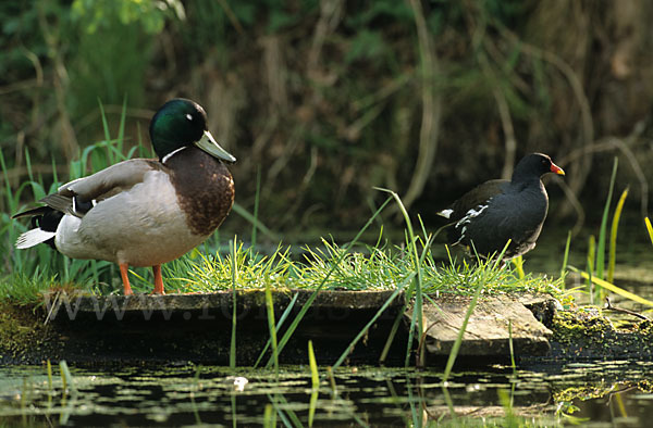 Stockente (Anas platyrhynchos)