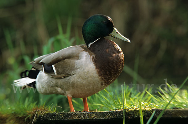 Stockente (Anas platyrhynchos)