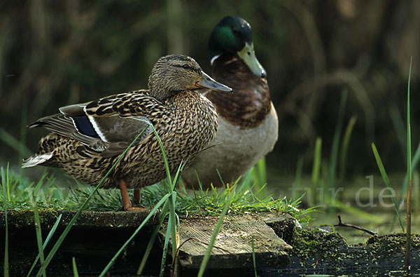 Stockente (Anas platyrhynchos)