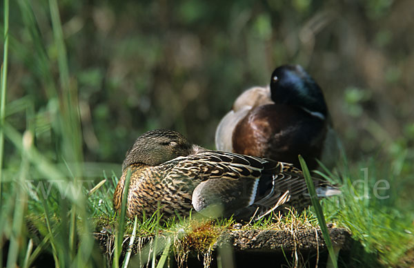 Stockente (Anas platyrhynchos)