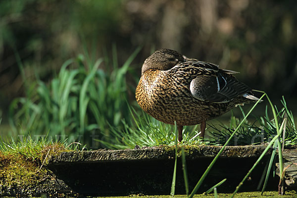 Stockente (Anas platyrhynchos)