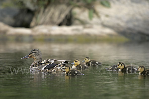 Stockente (Anas platyrhynchos)