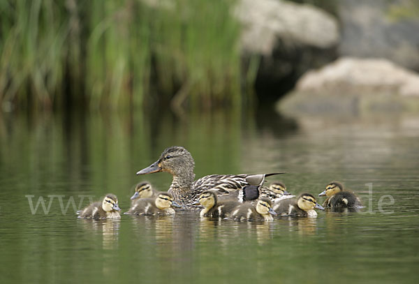 Stockente (Anas platyrhynchos)