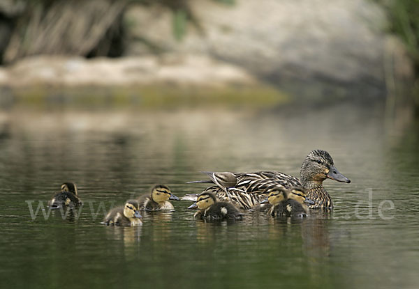 Stockente (Anas platyrhynchos)