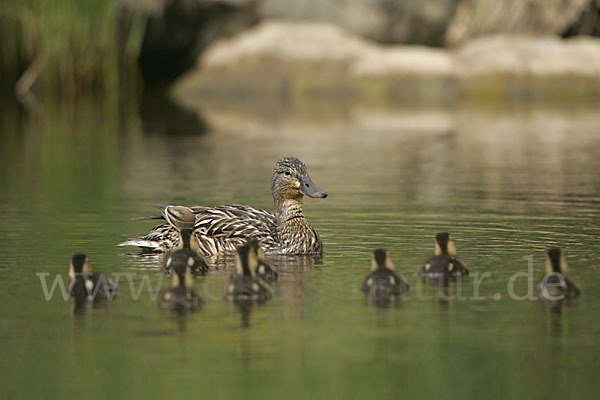 Stockente (Anas platyrhynchos)