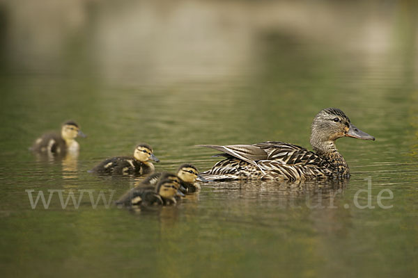 Stockente (Anas platyrhynchos)