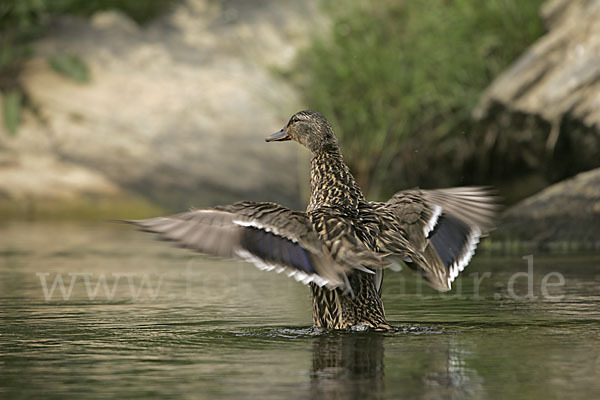 Stockente (Anas platyrhynchos)